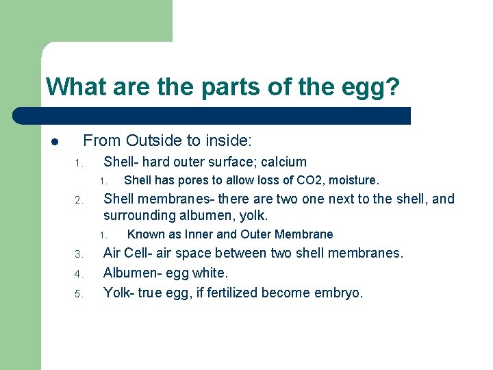 What are the parts of the egg? l From Outside to inside: 1. Shell-