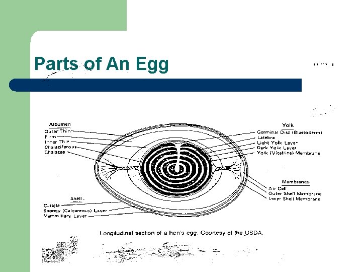 Parts of An Egg 