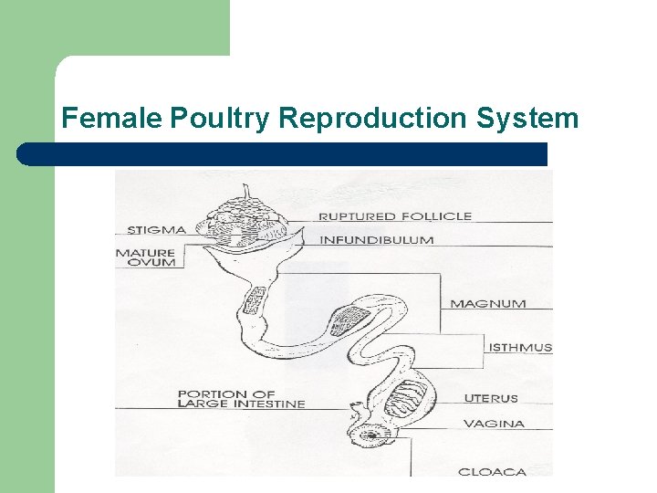 Female Poultry Reproduction System 