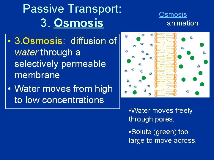 Passive Transport: 3. Osmosis animation • 3. Osmosis: diffusion of water through a selectively