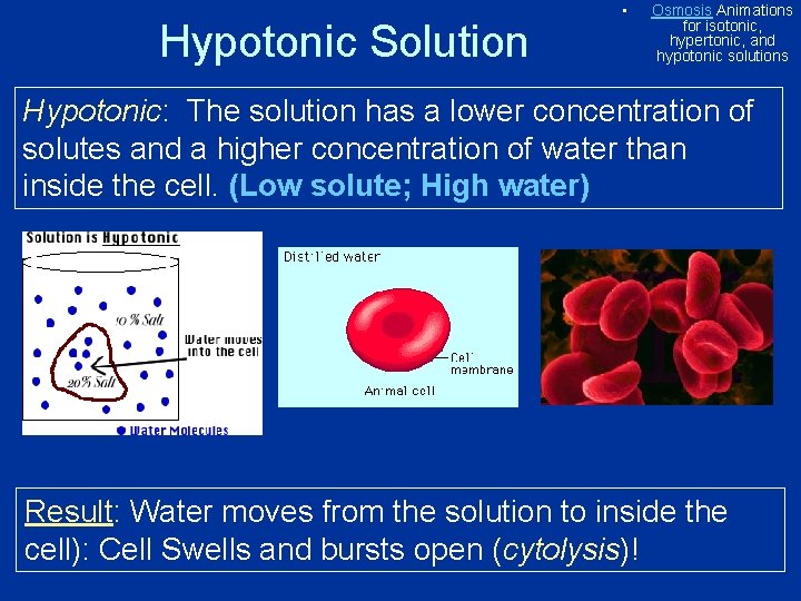 Hypotonic Solution • Osmosis Animations for isotonic, hypertonic, and hypotonic solutions Hypotonic: The solution