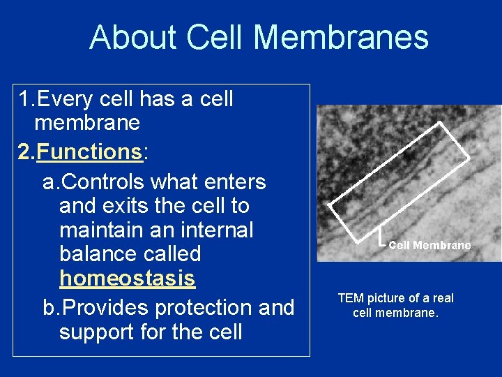 About Cell Membranes 1. Every cell has a cell membrane 2. Functions: a. Controls
