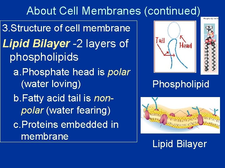 About Cell Membranes (continued) 3. Structure of cell membrane Lipid Bilayer -2 layers of