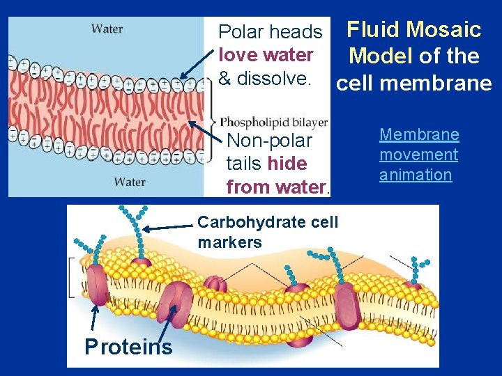 Polar heads Fluid Mosaic love water Model of the & dissolve. cell membrane Non-polar
