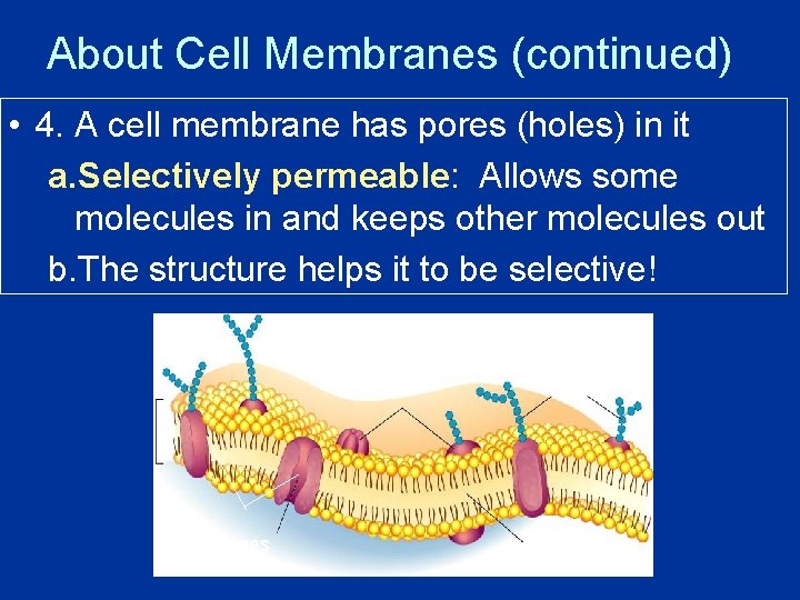 About Cell Membranes (continued) • 4. A cell membrane has pores (holes) in it