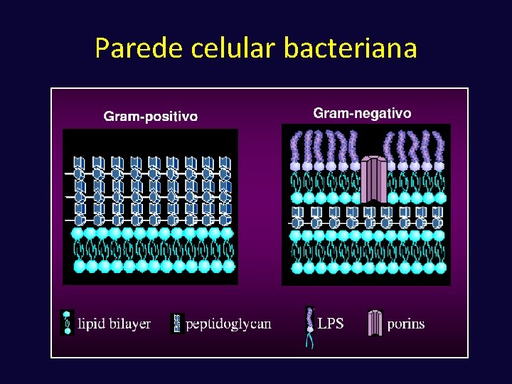 Parede celular bacteriana 