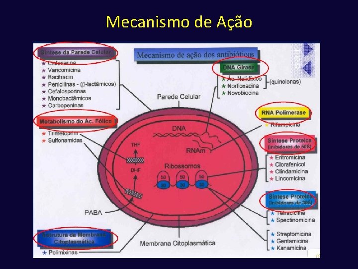 Mecanismo de Ação 