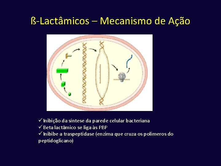 ß-Lactâmicos – Mecanismo de Ação üInibição da síntese da parede celular bacteriana üBeta lactâmico