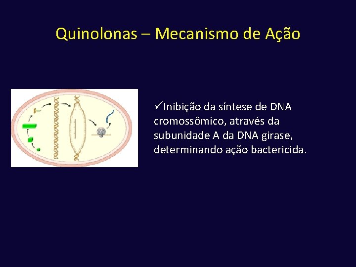 Quinolonas – Mecanismo de Ação üInibição da síntese de DNA cromossômico, através da subunidade