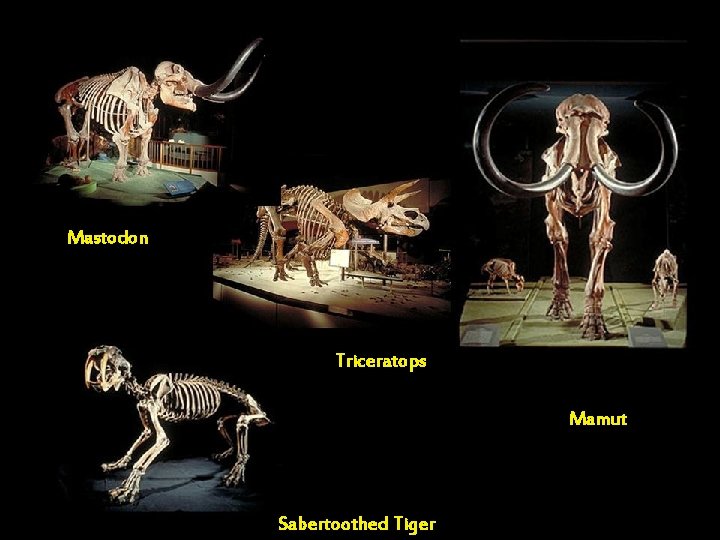 Mastodon Triceratops Mamut Sabertoothed Tiger 