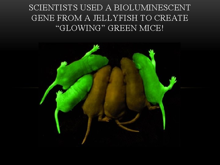 SCIENTISTS USED A BIOLUMINESCENT GENE FROM A JELLYFISH TO CREATE “GLOWING” GREEN MICE! 