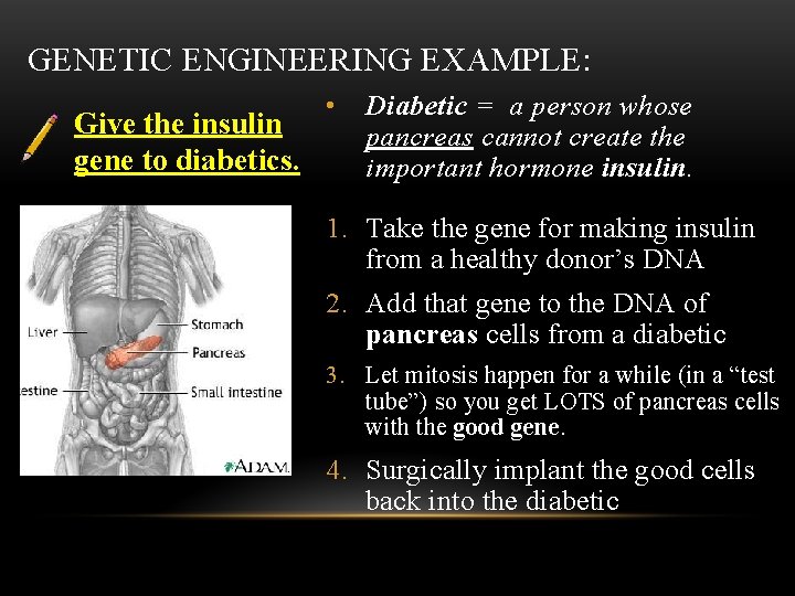 GENETIC ENGINEERING EXAMPLE: Give the insulin gene to diabetics. • Diabetic = a person