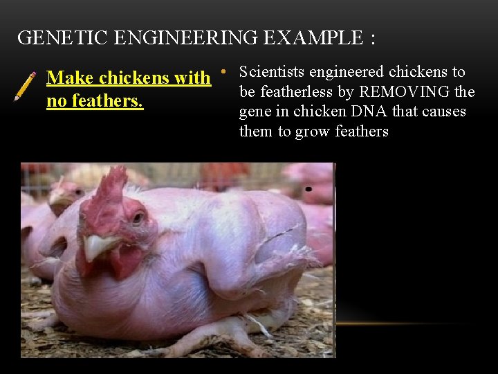 GENETIC ENGINEERING EXAMPLE : Make chickens with • Scientists engineered chickens to be featherless