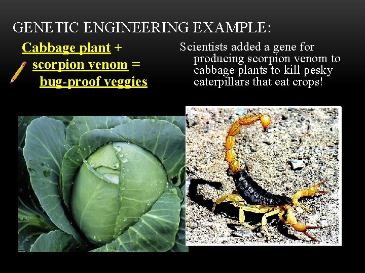 GENETIC ENGINEERING EXAMPLE: Cabbage plant + scorpion venom = bug-proof veggies Scientists added a