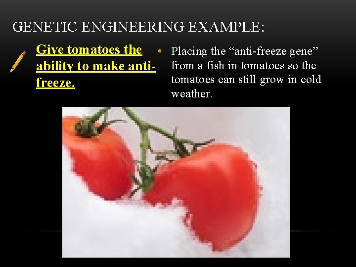 GENETIC ENGINEERING EXAMPLE: Give tomatoes the • Placing the “anti-freeze gene” ability to make