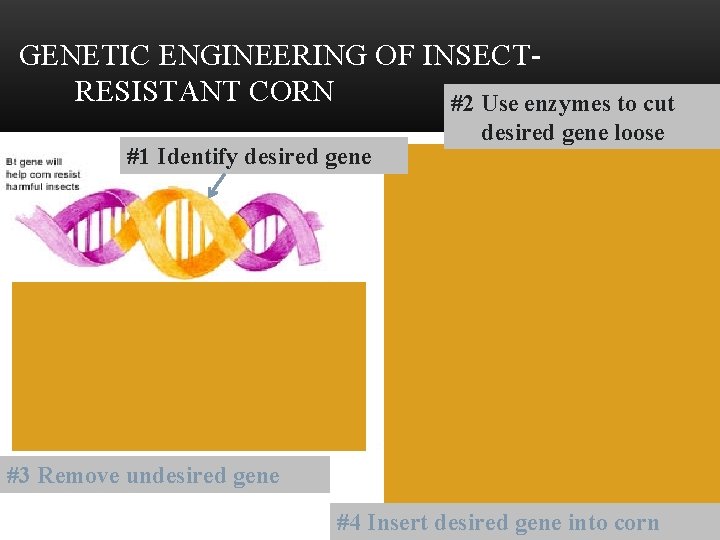 GENETIC ENGINEERING OF INSECTRESISTANT CORN #2 Use enzymes to cut #1 Identify desired gene