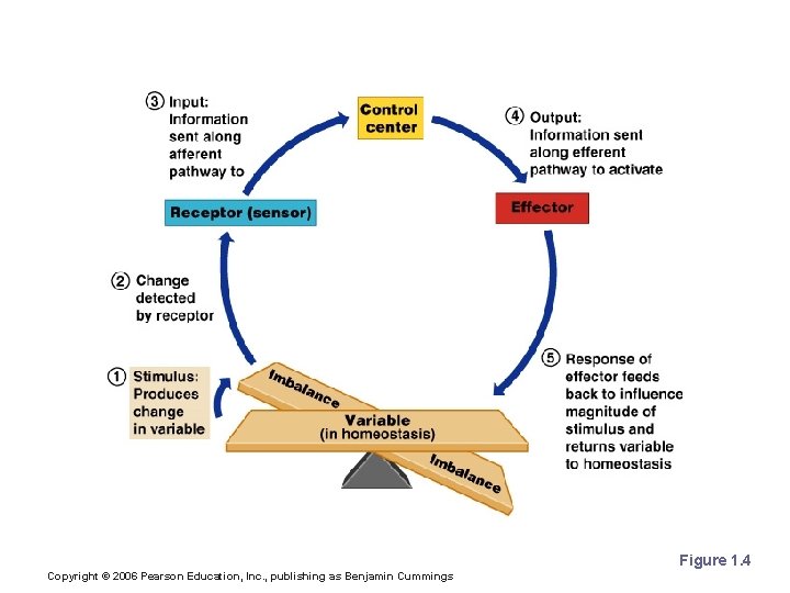 Overview of Homeostasis Figure 1. 4 Copyright © 2006 Pearson Education, Inc. , publishing