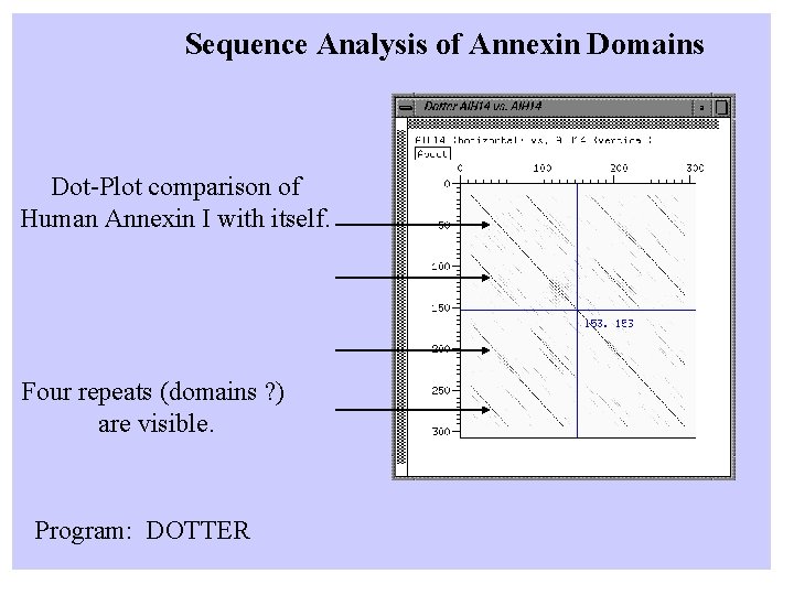 Sequence Analysis of Annexin Domains Dot-Plot comparison of Human Annexin I with itself. Four