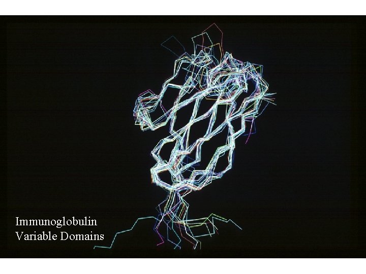 Immunoglobulin Variable Domains 