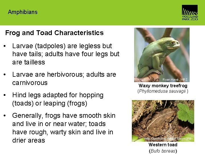 Amphibians Frog and Toad Characteristics • Larvae (tadpoles) are legless but have tails; adults