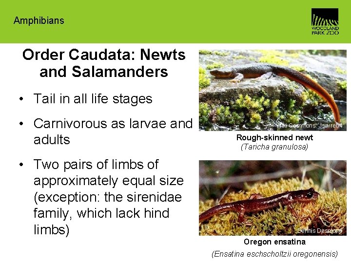 Amphibians Order Caudata: Newts and Salamanders • Tail in all life stages • Carnivorous