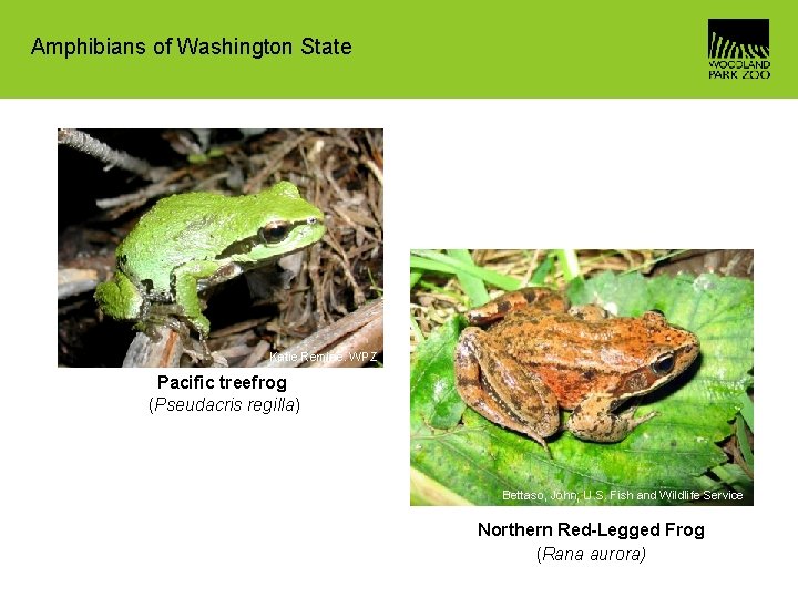 Amphibians of Washington State Katie Remine. WPZ Pacific treefrog (Pseudacris regilla) Bettaso, John; U.