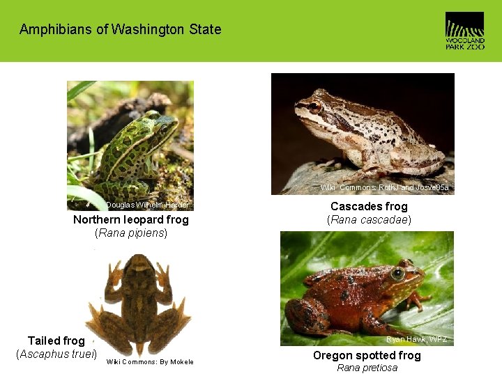 Amphibians of Washington State Wiki Commons: Roth. J and Josve 05 a Douglas Wilhelm