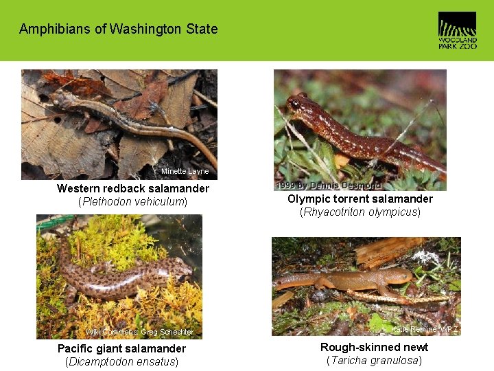 Amphibians of Washington State Minette Layne Western redback salamander (Plethodon vehiculum) Wiki Commons: Greg