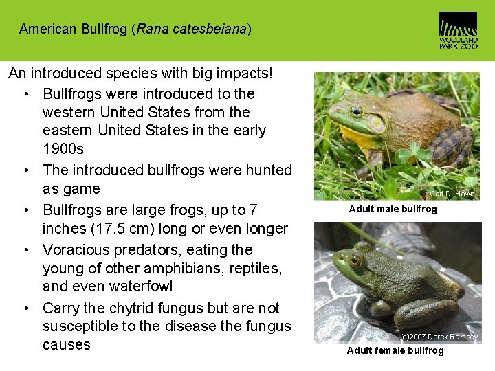 American Bullfrog (Rana catesbeiana) An introduced species with big impacts! • Bullfrogs were introduced
