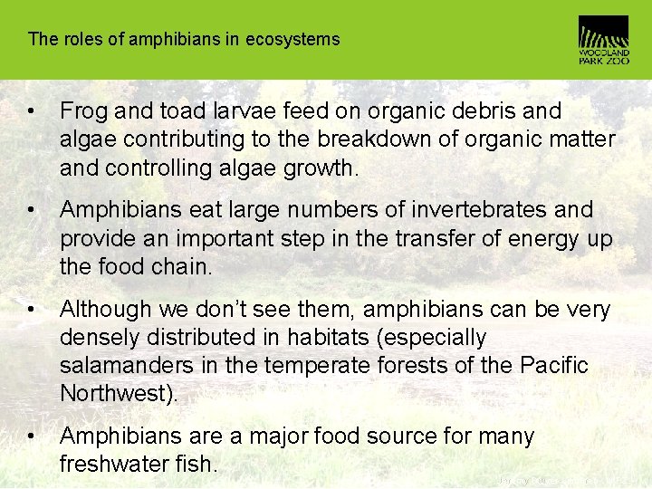 The roles of amphibians in ecosystems • Frog and toad larvae feed on organic