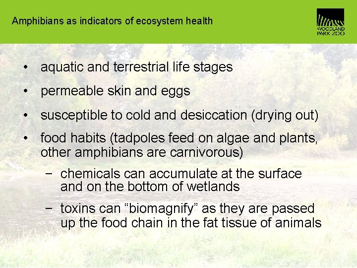 Amphibians as indicators of ecosystem health • aquatic and terrestrial life stages • permeable
