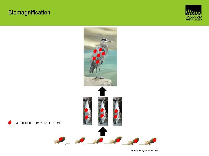 Biomagnification = a toxin in the environment Photos by Ryan Hawk, WPZ 