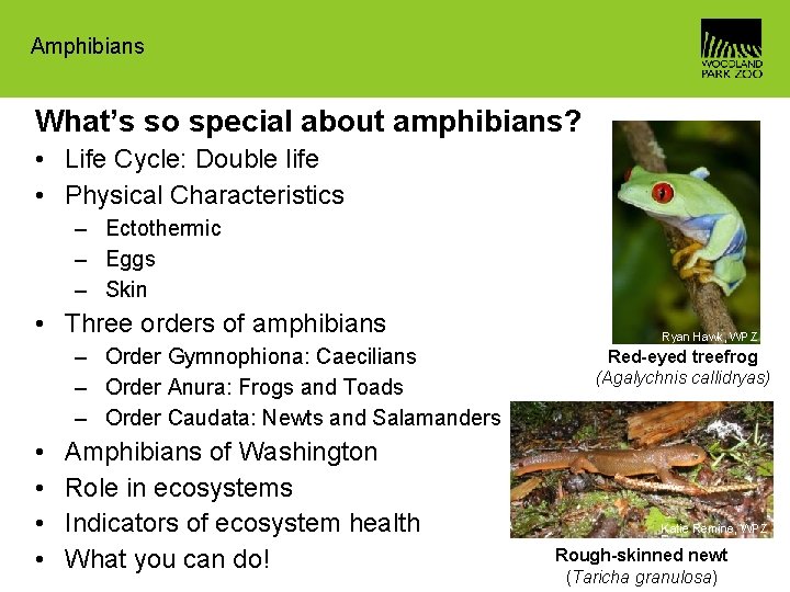 Amphibians What’s so special about amphibians? • Life Cycle: Double life • Physical Characteristics