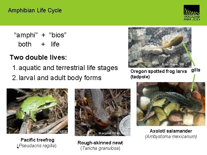 Amphibian Life Cycle “amphi” + “bios” both + life Two double lives: 1. aquatic