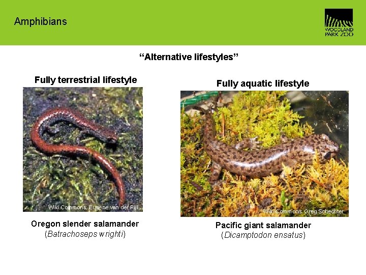 Amphibians “Alternative lifestyles” Fully terrestrial lifestyle Wiki Commons: Eugene van der Pijll Oregon slender