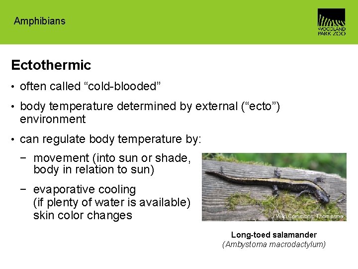 Amphibians Ectothermic • often called “cold-blooded” • body temperature determined by external (“ecto”) environment