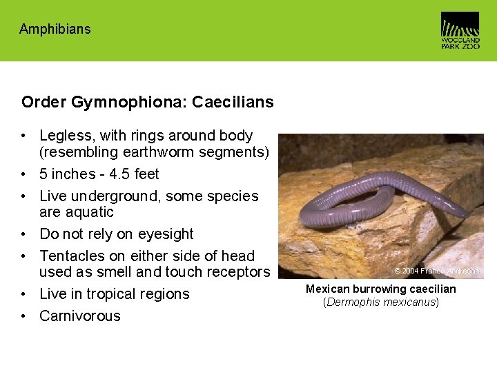 Amphibians Order Gymnophiona: Caecilians • Legless, with rings around body (resembling earthworm segments) •