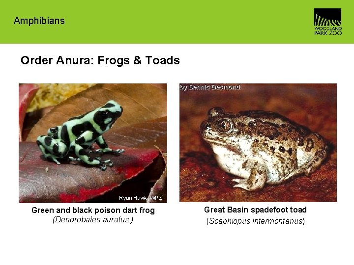 Amphibians Order Anura: Frogs & Toads Ryan Hawk, WPZ Green and black poison dart