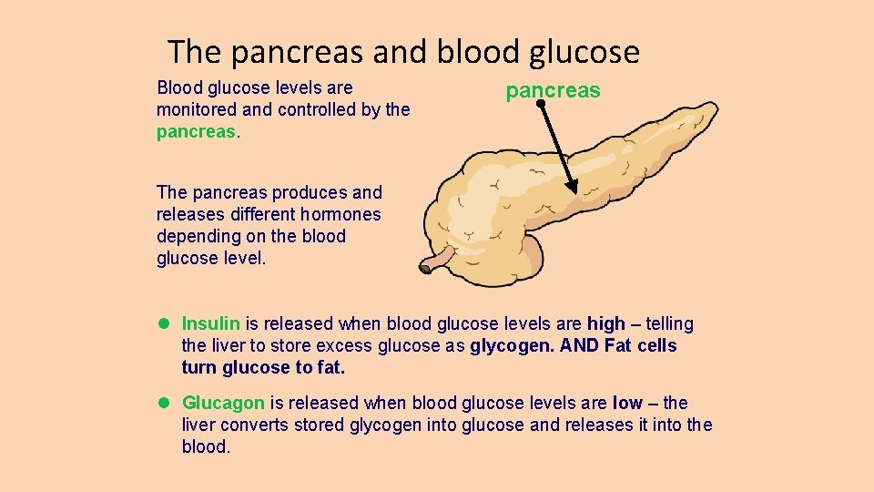 The pancreas and blood glucose Blood glucose levels are monitored and controlled by the