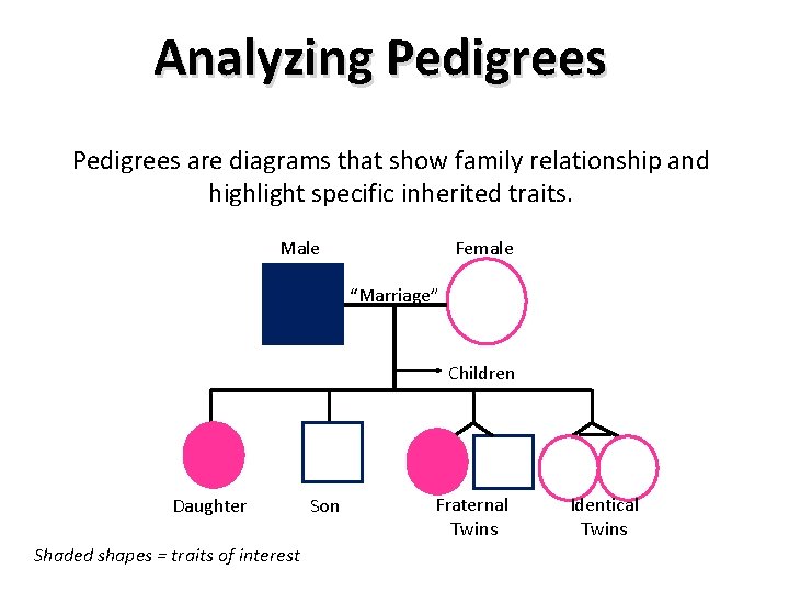 Analyzing Pedigrees are diagrams that show family relationship and highlight specific inherited traits. Male