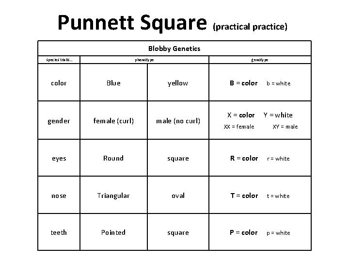 Punnett Square (practical practice) Blobby Genetics species traits… phenotype genotype color Blue yellow B