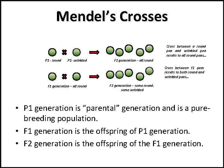 Mendel’s Crosses Cross between a round pea and wrinkled pea results to all round