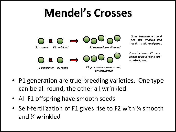 Mendel’s Crosses Cross between a round pea and wrinkled pea results to all round