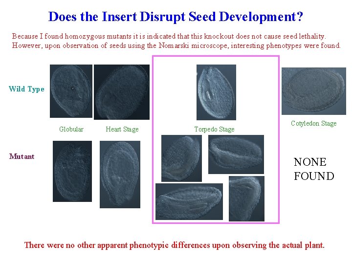 Does the Insert Disrupt Seed Development? Because I found homozygous mutants it is indicated