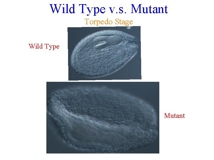 Wild Type v. s. Mutant Torpedo Stage Wild Type Mutant 