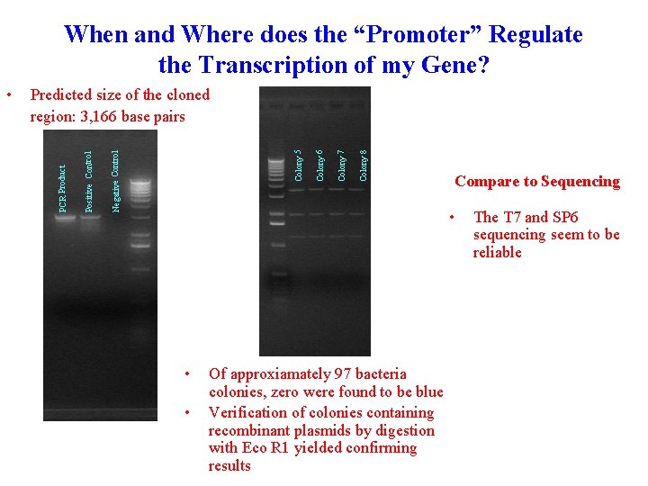 When and Where does the “Promoter” Regulate the Transcription of my Gene? Colony 8