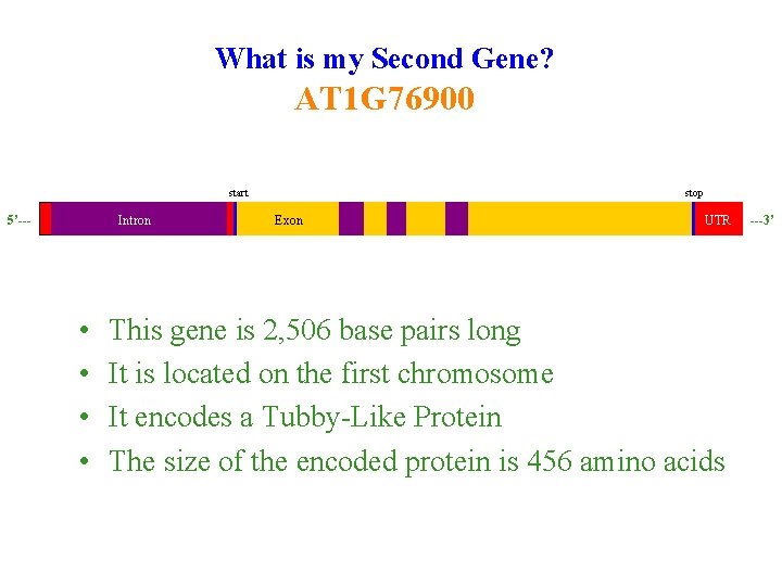 What is my Second Gene? AT 1 G 76900 start 5’--- Intron • •