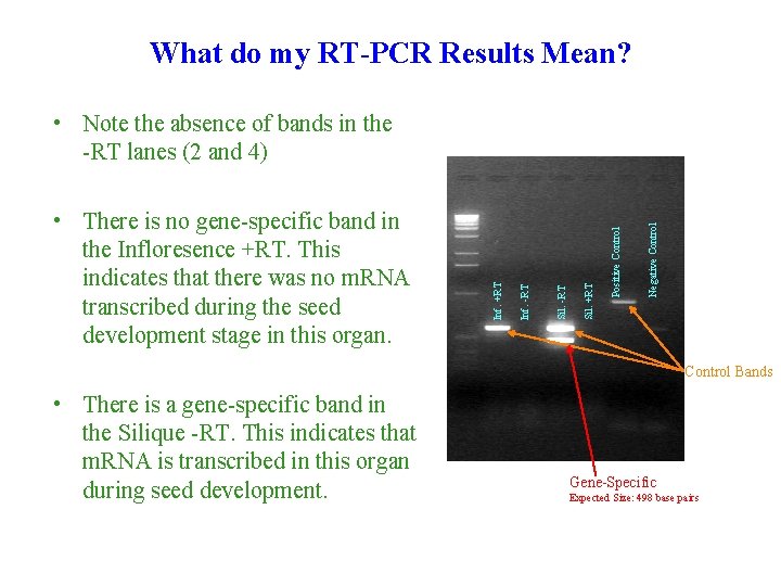 What do my RT-PCR Results Mean? Negative Control Positive Control Sil. +RT Sil. -RT