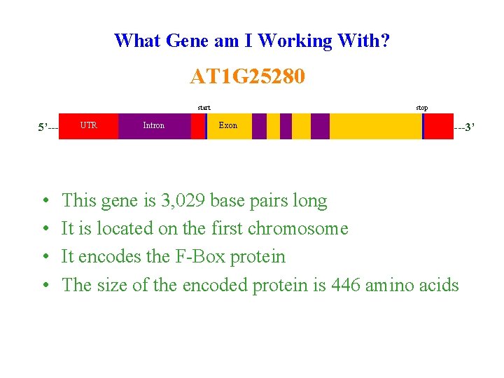 What Gene am I Working With? AT 1 G 25280 start 5’--- • •