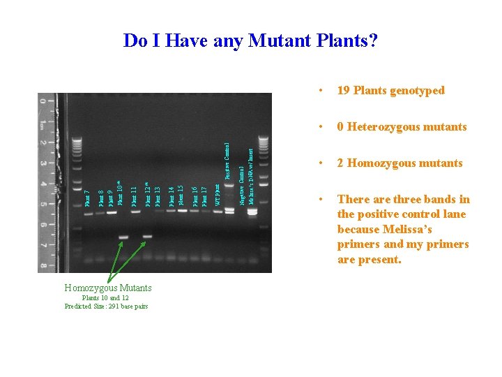 Homozygous Mutants Plants 10 and 12 Predicted Size: 291 base pairs Melissa’s DNA w/